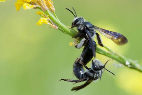 Andrena agilissima